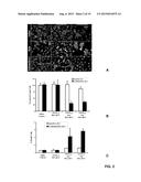 NANOVECTOR BASED DRUG DELIVERY SYSTEM FOR OVERCOMING DRUG RESISTANCE diagram and image