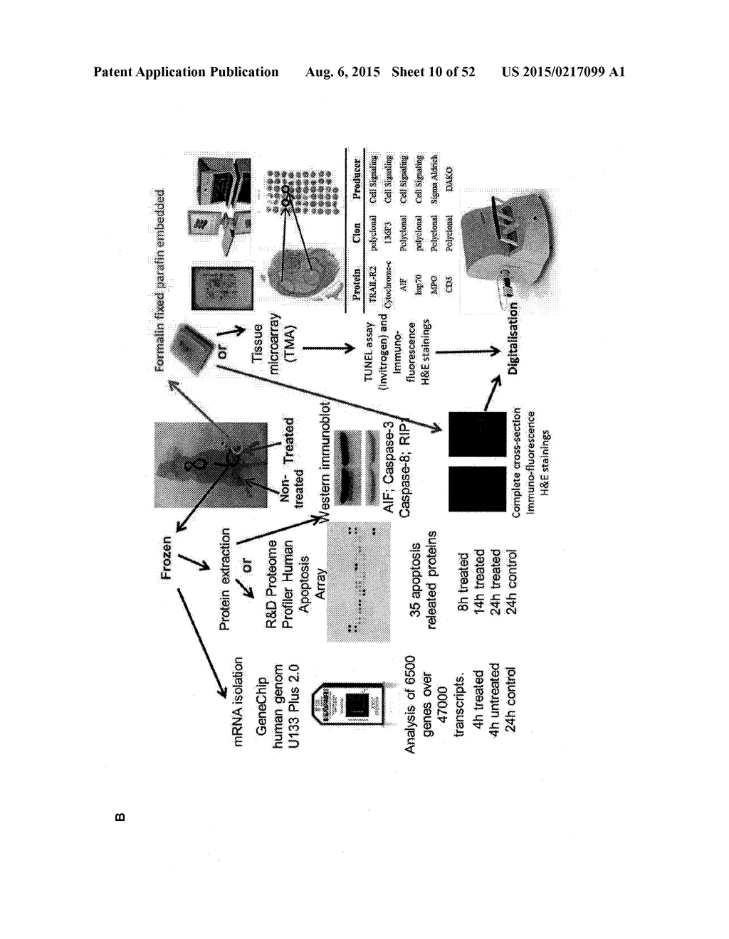 TUMOR VACCINATION - diagram, schematic, and image 11