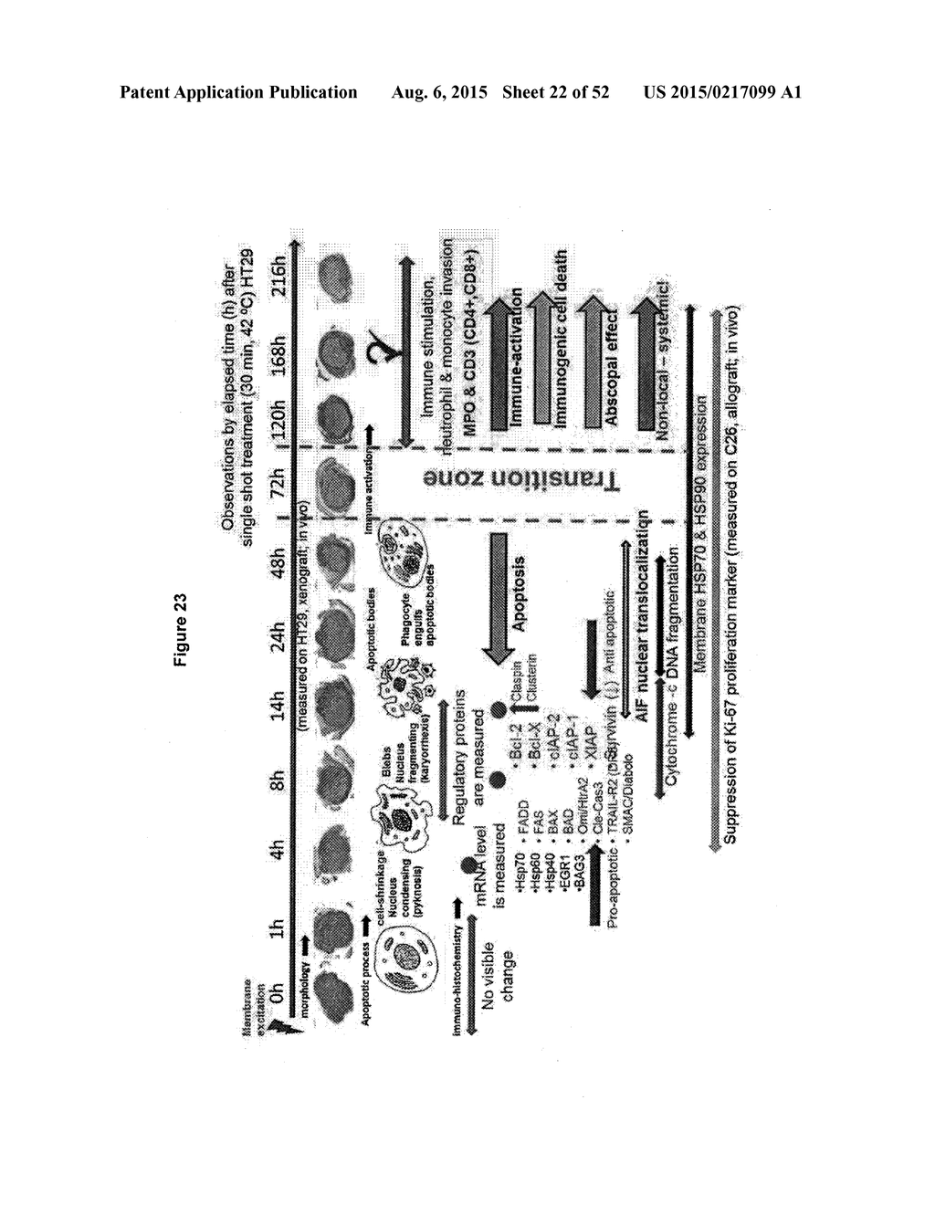 TUMOR VACCINATION - diagram, schematic, and image 23