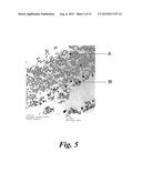 EXHAUST GAS PURIFICATION CATALYST, EXHAUST GAS PURIFICATION MONOLITH     CATALYST, AND METHOD FOR PRODUCING EXHAUST GAS PURIFICATION CATALYST diagram and image