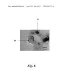 EXHAUST GAS PURIFICATION CATALYST, EXHAUST GAS PURIFICATION MONOLITH     CATALYST, AND METHOD FOR PRODUCING EXHAUST GAS PURIFICATION CATALYST diagram and image