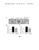 COMPOSITION FOR PREVENTING OR TREATING KIDNEY DISEASE COMPRISING PYRAZOLE     DERIVATIVE diagram and image