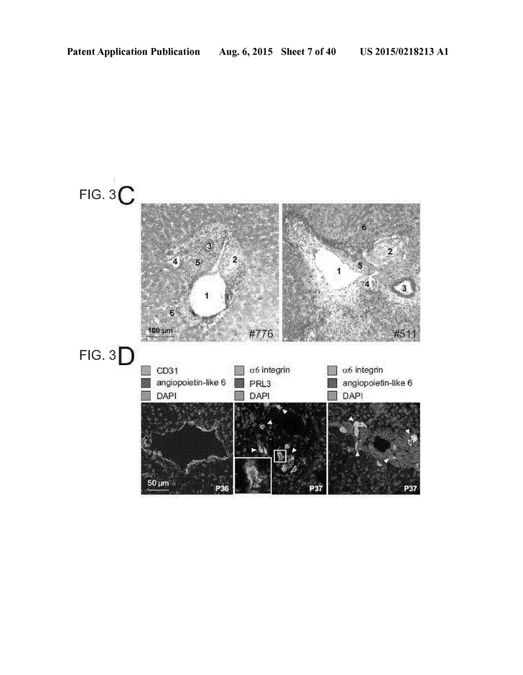 INHIBITORS OF ALPHA6 INTEGRIN/E-CADHERIN COMPLEX - diagram, schematic, and image 08