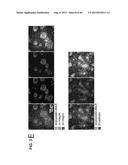 INHIBITORS OF ALPHA6 INTEGRIN/E-CADHERIN COMPLEX diagram and image