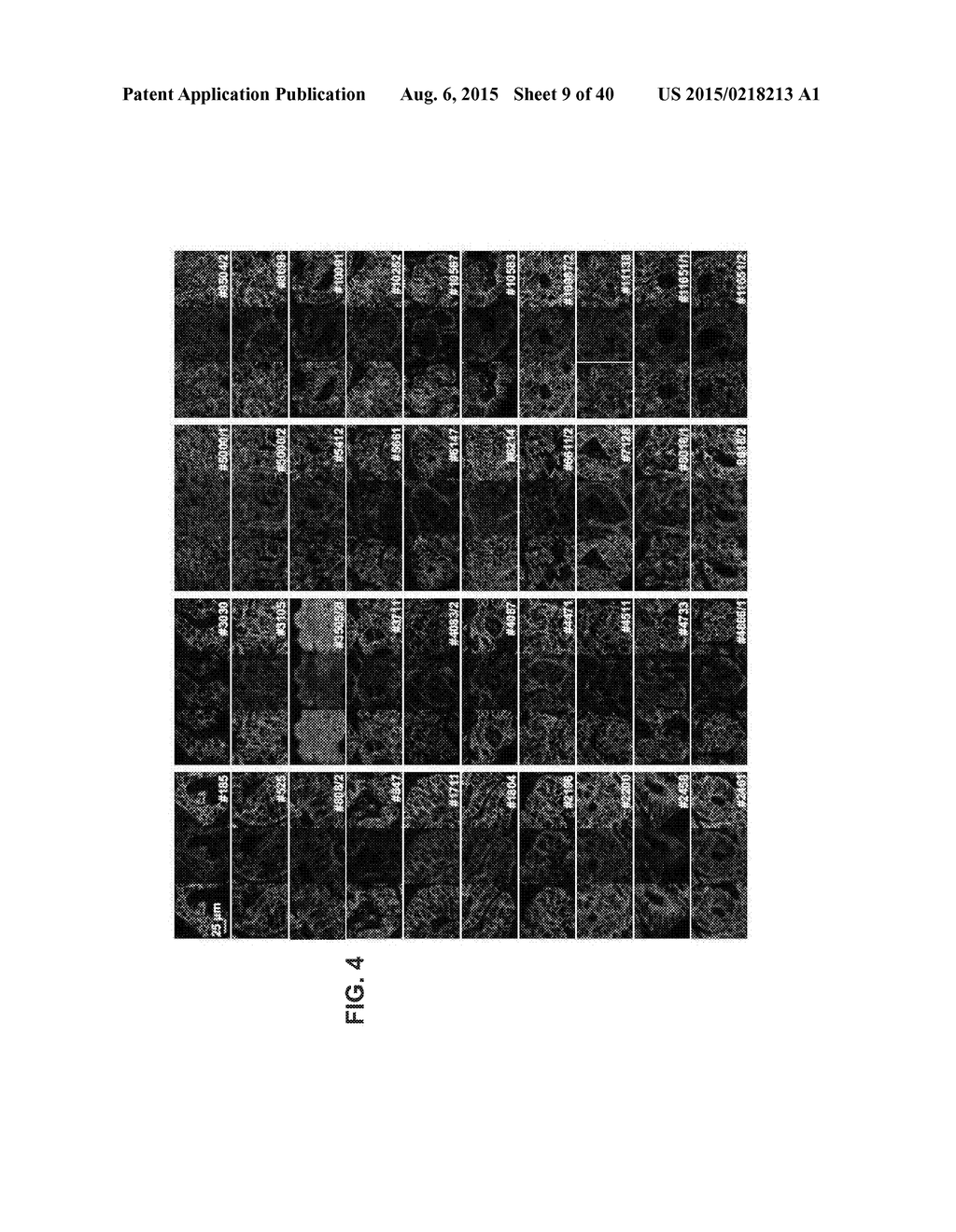 INHIBITORS OF ALPHA6 INTEGRIN/E-CADHERIN COMPLEX - diagram, schematic, and image 10