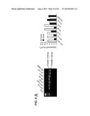 INHIBITORS OF ALPHA6 INTEGRIN/E-CADHERIN COMPLEX diagram and image