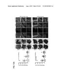 INHIBITORS OF ALPHA6 INTEGRIN/E-CADHERIN COMPLEX diagram and image