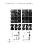 INHIBITORS OF ALPHA6 INTEGRIN/E-CADHERIN COMPLEX diagram and image