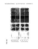 INHIBITORS OF ALPHA6 INTEGRIN/E-CADHERIN COMPLEX diagram and image