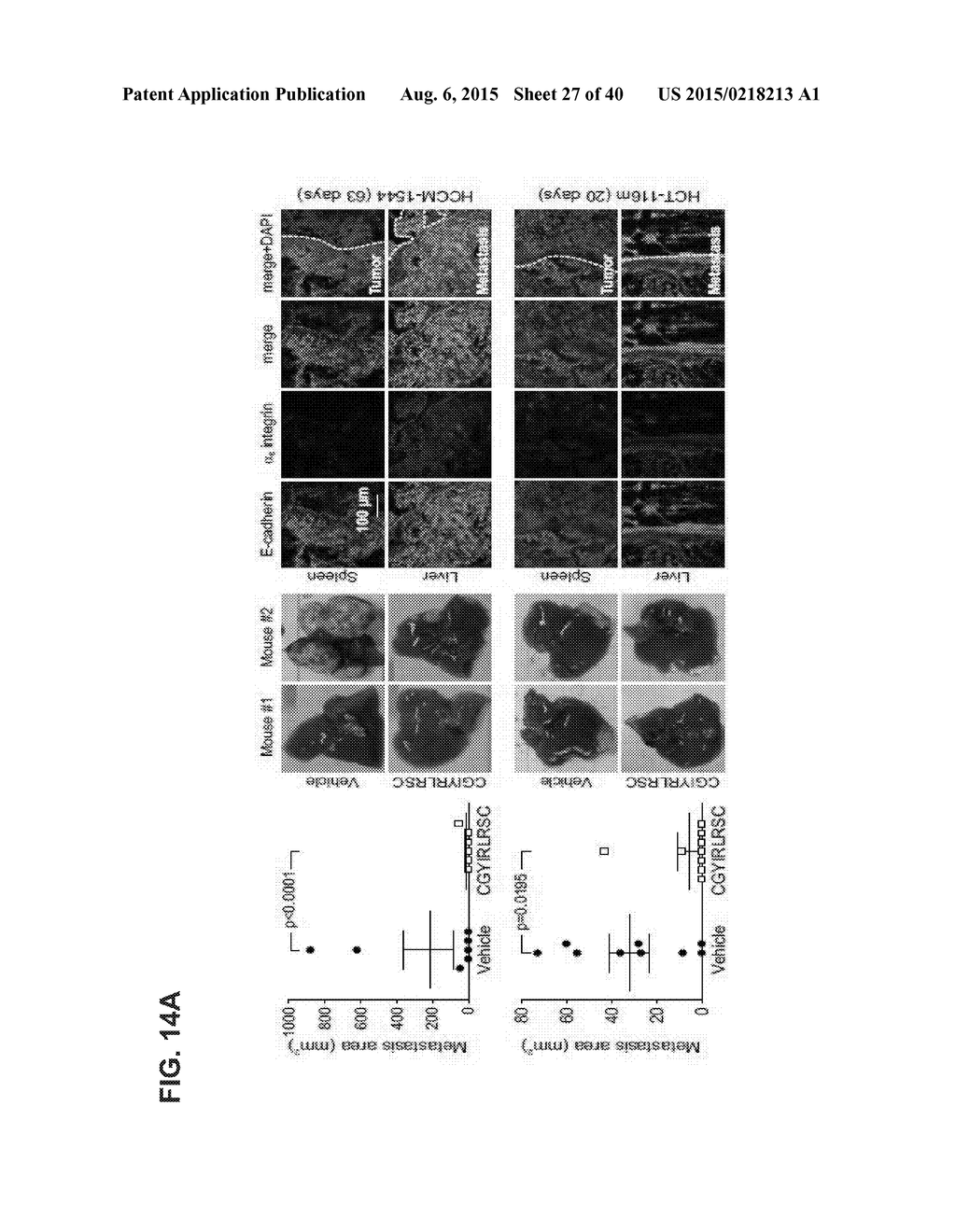 INHIBITORS OF ALPHA6 INTEGRIN/E-CADHERIN COMPLEX - diagram, schematic, and image 28