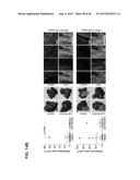 INHIBITORS OF ALPHA6 INTEGRIN/E-CADHERIN COMPLEX diagram and image