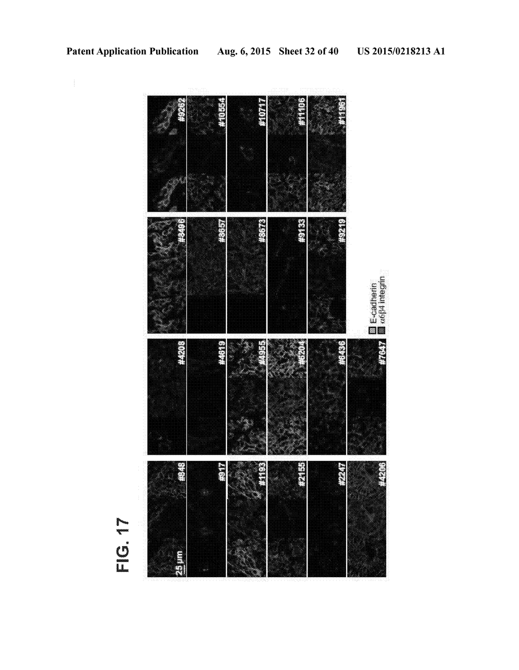 INHIBITORS OF ALPHA6 INTEGRIN/E-CADHERIN COMPLEX - diagram, schematic, and image 33