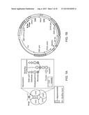 MODIFIED FC POLYPEPTIDES, FC CONJUGATES, AND METHODS OF USE THEREOF diagram and image