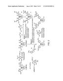 MODIFIED FC POLYPEPTIDES, FC CONJUGATES, AND METHODS OF USE THEREOF diagram and image