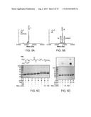 MODIFIED FC POLYPEPTIDES, FC CONJUGATES, AND METHODS OF USE THEREOF diagram and image