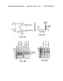 MODIFIED FC POLYPEPTIDES, FC CONJUGATES, AND METHODS OF USE THEREOF diagram and image