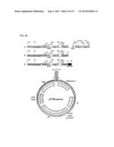 METHODS FOR THE HUMANIZATION OF ANTIBODIES AND HUMANIZED ANTIBODIES     THEREBY OBTAINED diagram and image