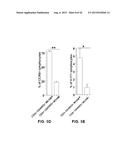 INHIBITION OF TH17 CELLS MIGRATION TO INFLAMED TISSUES USING ANTIBODIES     DIRECTED AGAINST MCAM diagram and image