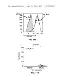 INHIBITION OF TH17 CELLS MIGRATION TO INFLAMED TISSUES USING ANTIBODIES     DIRECTED AGAINST MCAM diagram and image
