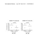 INHIBITION OF TH17 CELLS MIGRATION TO INFLAMED TISSUES USING ANTIBODIES     DIRECTED AGAINST MCAM diagram and image