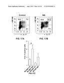 INHIBITION OF TH17 CELLS MIGRATION TO INFLAMED TISSUES USING ANTIBODIES     DIRECTED AGAINST MCAM diagram and image