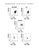 INHIBITION OF TH17 CELLS MIGRATION TO INFLAMED TISSUES USING ANTIBODIES     DIRECTED AGAINST MCAM diagram and image