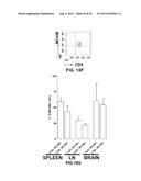 INHIBITION OF TH17 CELLS MIGRATION TO INFLAMED TISSUES USING ANTIBODIES     DIRECTED AGAINST MCAM diagram and image