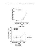 INHIBITION OF TH17 CELLS MIGRATION TO INFLAMED TISSUES USING ANTIBODIES     DIRECTED AGAINST MCAM diagram and image