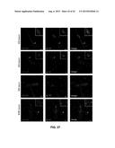 INHIBITION OF TH17 CELLS MIGRATION TO INFLAMED TISSUES USING ANTIBODIES     DIRECTED AGAINST MCAM diagram and image