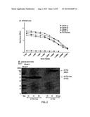 ANTI-TRANSGLUTAMINASE 2 ANTIBODIES diagram and image