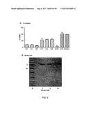 ANTI-TRANSGLUTAMINASE 2 ANTIBODIES diagram and image