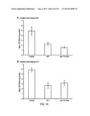 ANTI-TRANSGLUTAMINASE 2 ANTIBODIES diagram and image