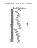 ANTI-TRANSGLUTAMINASE 2 ANTIBODIES diagram and image