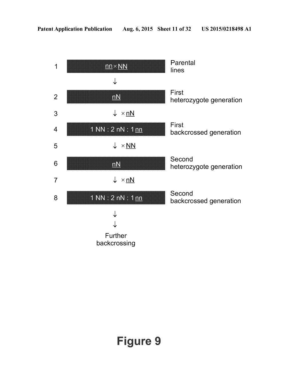 BARLEY FOR PRODUCTION OF FLAVOR-STABLE BEVERAGE - diagram, schematic, and image 12