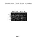 LINEAR VECTORS, HOST CELLS AND CLONING METHODS diagram and image