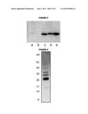 PROMOTERS FOR INCREASED PROTEIN EXPRESSION IN MENINGOCOCCUS diagram and image