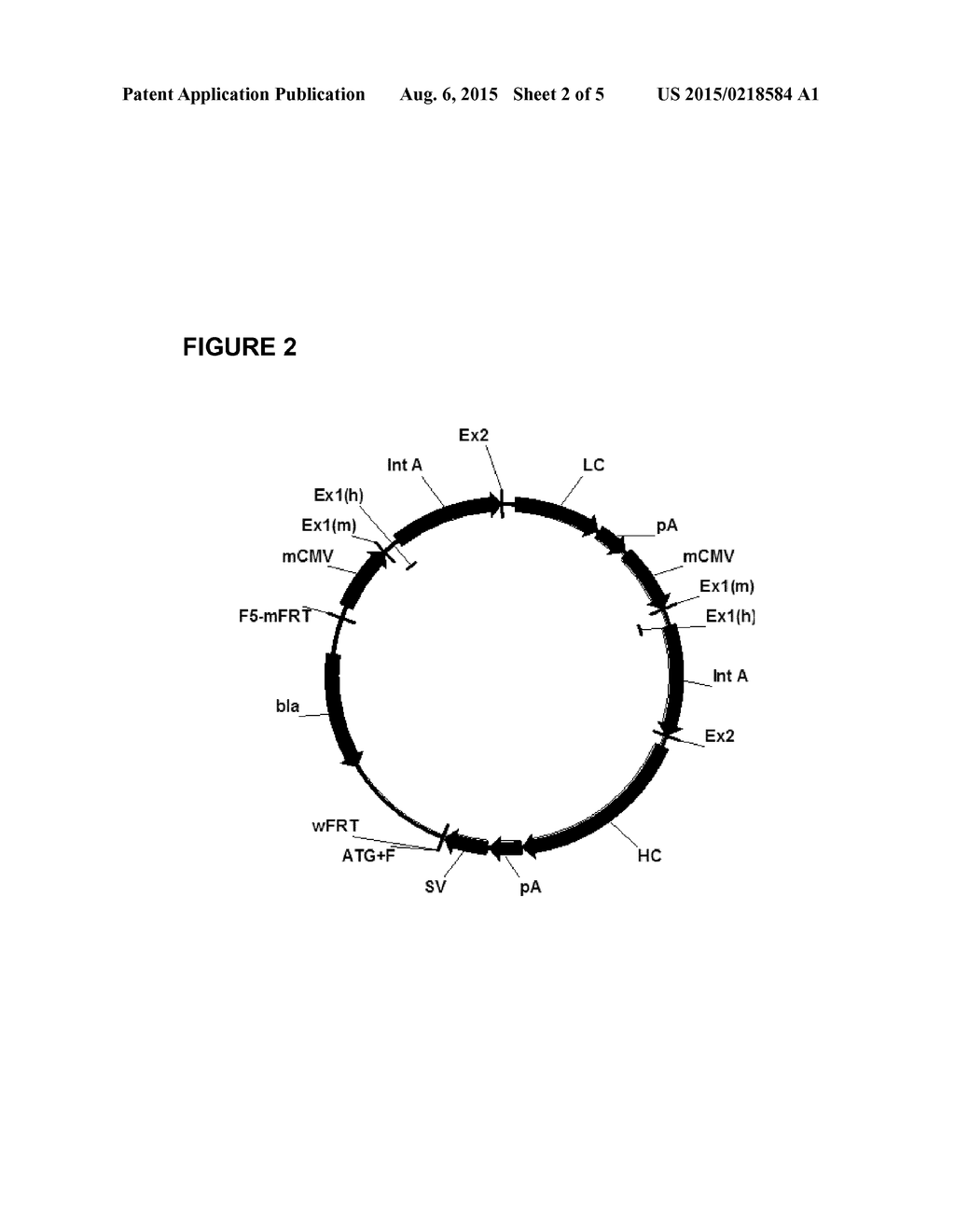 EXPRESSION VECTORS COMPRISING CHIMERIC CYTOMEGALOVIRUS PROMOTER AND     ENHANCER SEQUENCES - diagram, schematic, and image 03