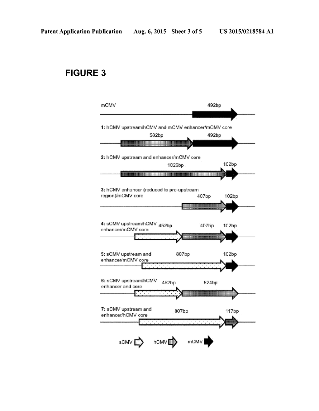 EXPRESSION VECTORS COMPRISING CHIMERIC CYTOMEGALOVIRUS PROMOTER AND     ENHANCER SEQUENCES - diagram, schematic, and image 04