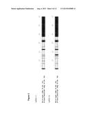 CYTOCHROME P450 AND USE THEREOF FOR THE ENZYMATIC OXIDATION OF TERPENES diagram and image