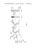 CYCLOPENTANE-PEPTIDE NUCLEIC ACIDS FOR QUALITATIVE AND QUANTITATIVE     DETECTION OF NUCLEIC ACIDS diagram and image