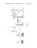 CYCLOPENTANE-PEPTIDE NUCLEIC ACIDS FOR QUALITATIVE AND QUANTITATIVE     DETECTION OF NUCLEIC ACIDS diagram and image