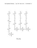 CYCLOPENTANE-PEPTIDE NUCLEIC ACIDS FOR QUALITATIVE AND QUANTITATIVE     DETECTION OF NUCLEIC ACIDS diagram and image