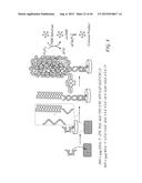 CYCLOPENTANE-PEPTIDE NUCLEIC ACIDS FOR QUALITATIVE AND QUANTITATIVE     DETECTION OF NUCLEIC ACIDS diagram and image