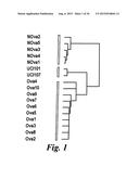 THERAPY WITH CLOSTRIDIUM PERFRINGENS ENTEROTOXIN TO TREAT OVARIAN AND     UTERINE CANCER diagram and image