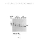 USE OF DNA IN CIRCULATING EXOSOMES AS A DIAGNOSTIC MARKER FOR METASTATIC     DISEASE diagram and image