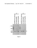 USE OF DNA IN CIRCULATING EXOSOMES AS A DIAGNOSTIC MARKER FOR METASTATIC     DISEASE diagram and image