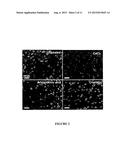 IN VITRO ASSAY FOR PREDICTING RENAL PROXIMAL TUBULAR CELL TOXICITY diagram and image