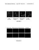 IN VITRO ASSAY FOR PREDICTING RENAL PROXIMAL TUBULAR CELL TOXICITY diagram and image