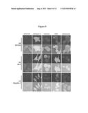 BISTRIFILATE-BASED FLUOROGENIC PROBES FOR DETECTION OF SUPEROXIDE ANION     RADICAL diagram and image