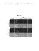 BISTRIFILATE-BASED FLUOROGENIC PROBES FOR DETECTION OF SUPEROXIDE ANION     RADICAL diagram and image